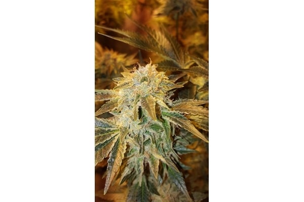 GG#4 (Zamnesia Seeds) féminisée GG#4 (Zamnesia Seeds) féminisée