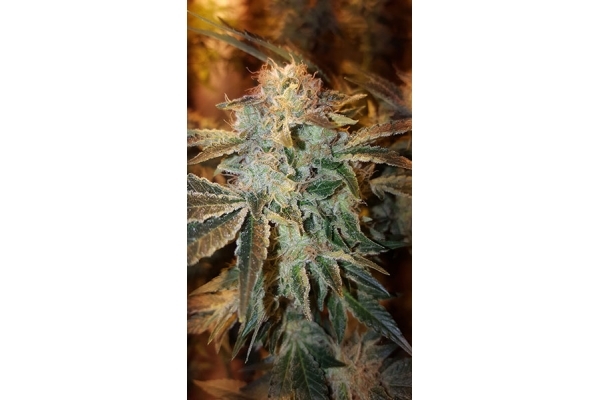GG#4 (Zamnesia Seeds) féminisée GG#4 (Zamnesia Seeds) féminisée