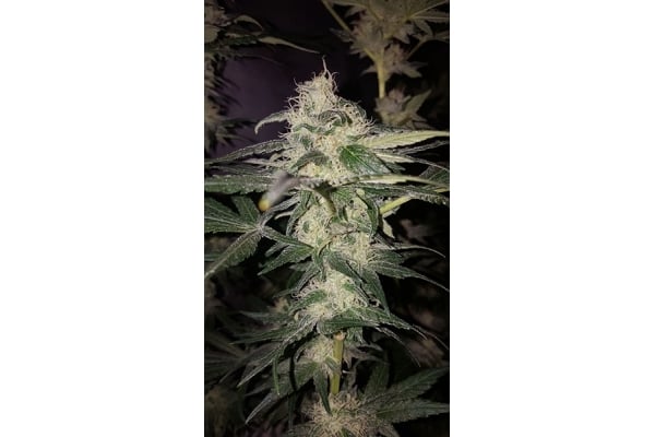 GG#4 (Zamnesia Seeds) féminisée GG#4 (Zamnesia Seeds) féminisée