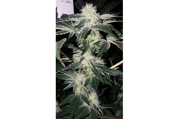 GG#4 (Zamnesia Seeds) féminisée GG#4 (Zamnesia Seeds) féminisée
