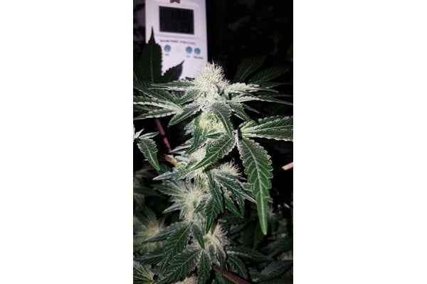 GG#4 (Zamnesia Seeds) féminisée GG#4 (Zamnesia Seeds) féminisée