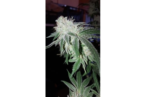 GG#4 (Zamnesia Seeds) féminisée GG#4 (Zamnesia Seeds) féminisée