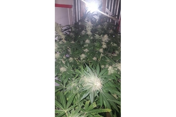 GG#4 (Zamnesia Seeds) féminisée GG#4 (Zamnesia Seeds) féminisée