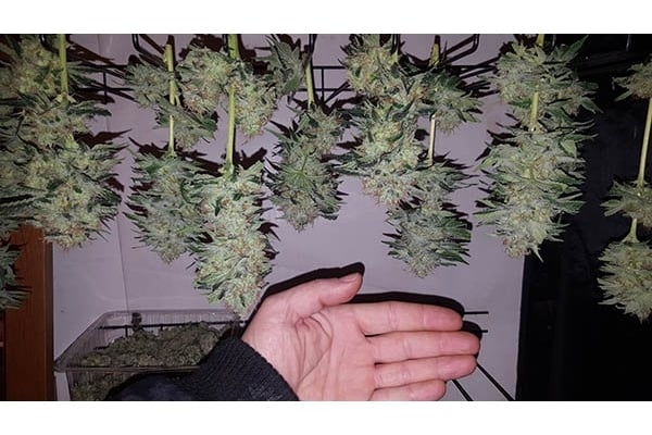 GG#4 (Zamnesia Seeds) féminisée GG#4 (Zamnesia Seeds) féminisée