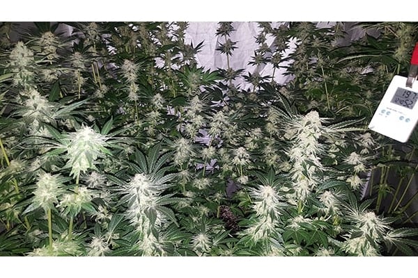 GG#4 (Zamnesia Seeds) féminisée GG#4 (Zamnesia Seeds) féminisée