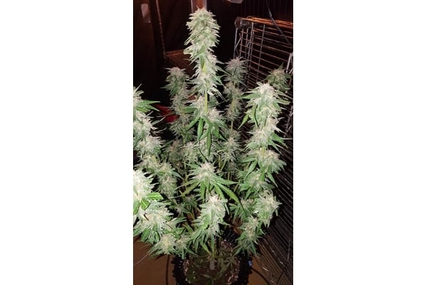 GG#4 (Zamnesia Seeds) féminisée GG#4 (Zamnesia Seeds) féminisée