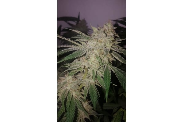 GG#4 (Zamnesia Seeds) féminisée GG#4 (Zamnesia Seeds) féminisée