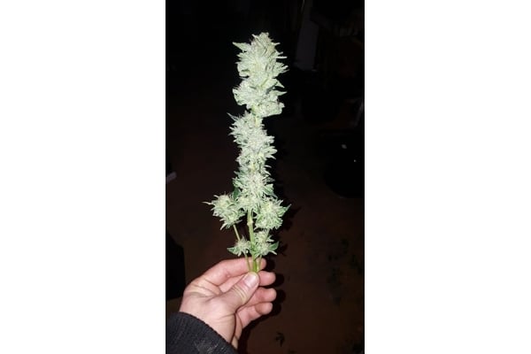 GG#4 (Zamnesia Seeds) féminisée GG#4 (Zamnesia Seeds) féminisée