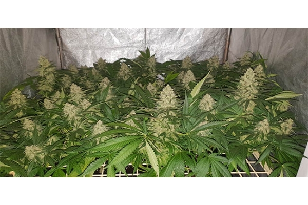 GG#4 (Zamnesia Seeds) féminisée GG#4 (Zamnesia Seeds) féminisée