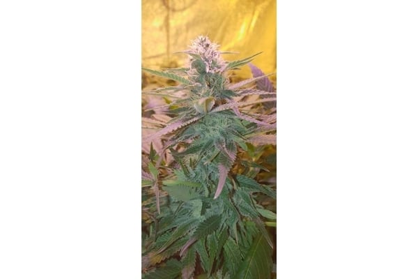 GG#4 (Zamnesia Seeds) féminisée GG#4 (Zamnesia Seeds) féminisée