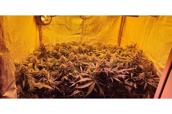 GG#4 (Zamnesia Seeds) féminisée GG#4 (Zamnesia Seeds) féminisée