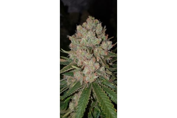 GG#4 (Zamnesia Seeds) féminisée GG#4 (Zamnesia Seeds) féminisée