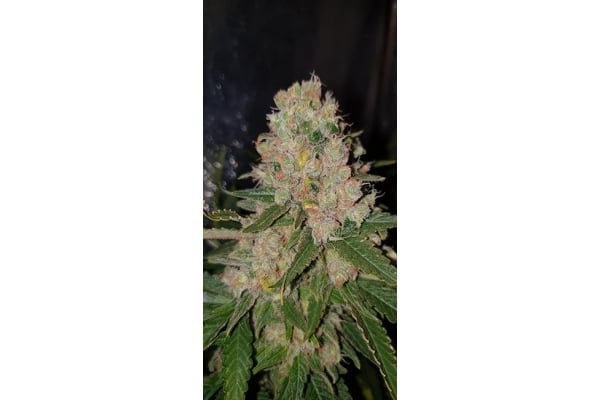 GG#4 (Zamnesia Seeds) féminisée GG#4 (Zamnesia Seeds) féminisée