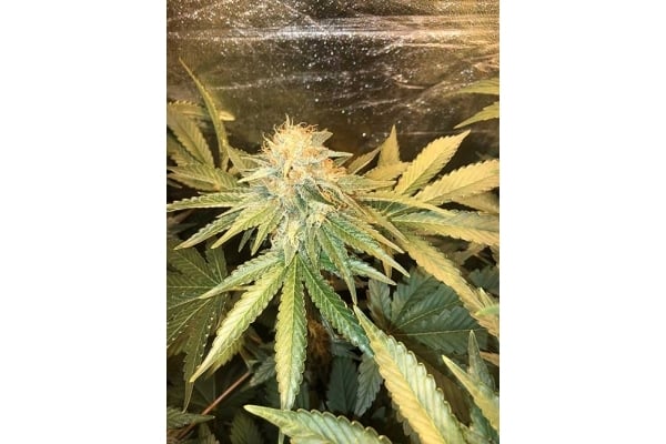 GG#4 (Zamnesia Seeds) féminisée GG#4 (Zamnesia Seeds) féminisée