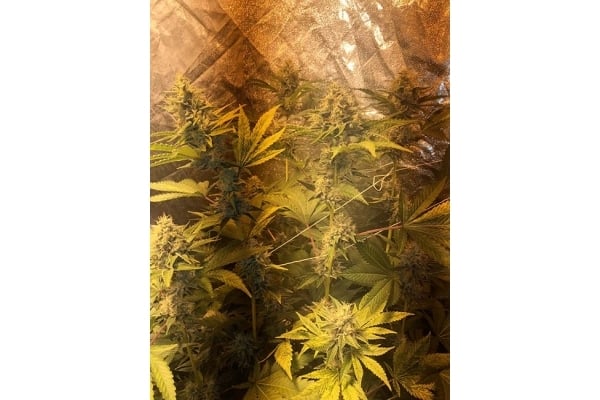 GG#4 (Zamnesia Seeds) féminisée GG#4 (Zamnesia Seeds) féminisée