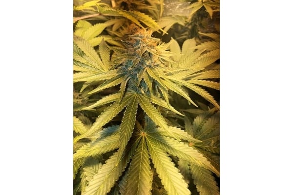 GG#4 (Zamnesia Seeds) féminisée GG#4 (Zamnesia Seeds) féminisée