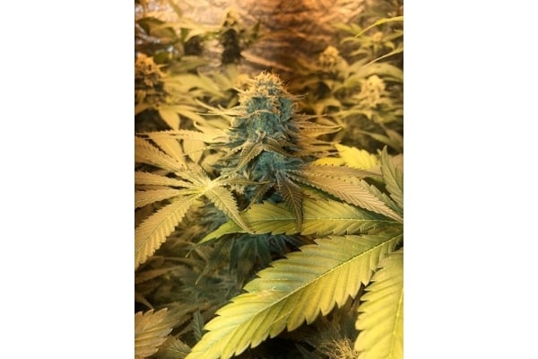 GG#4 (Zamnesia Seeds) féminisée GG#4 (Zamnesia Seeds) féminisée