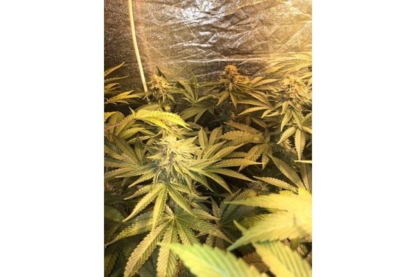 GG#4 (Zamnesia Seeds) féminisée GG#4 (Zamnesia Seeds) féminisée