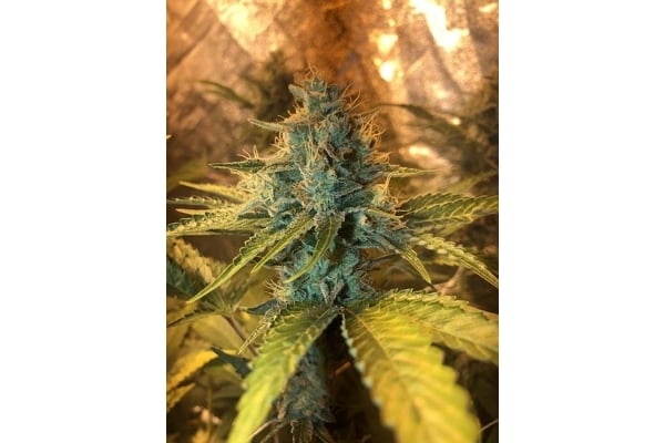 GG#4 (Zamnesia Seeds) féminisée GG#4 (Zamnesia Seeds) féminisée