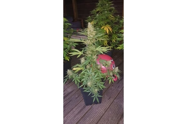 GG#4 (Zamnesia Seeds) féminisée GG#4 (Zamnesia Seeds) féminisée