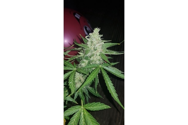 GG#4 (Zamnesia Seeds) féminisée GG#4 (Zamnesia Seeds) féminisée