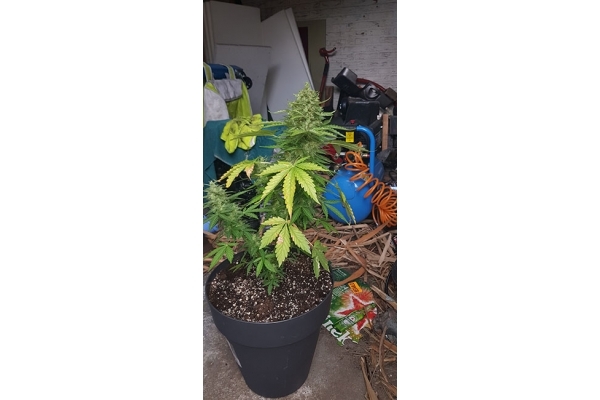 GG#4 (Zamnesia Seeds) féminisée GG#4 (Zamnesia Seeds) féminisée