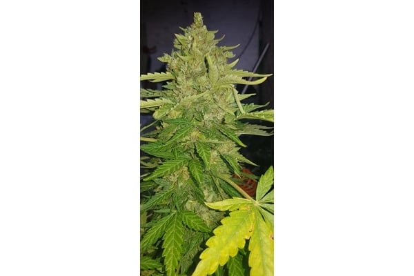 GG#4 (Zamnesia Seeds) féminisée GG#4 (Zamnesia Seeds) féminisée