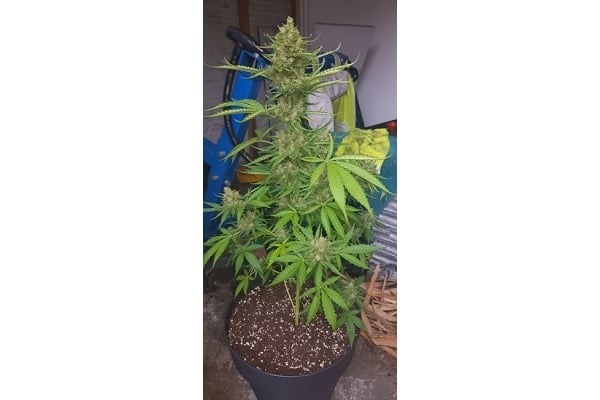 GG#4 (Zamnesia Seeds) féminisée GG#4 (Zamnesia Seeds) féminisée