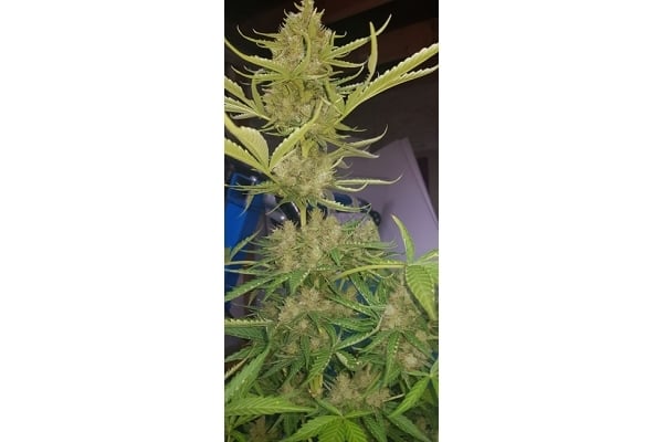 GG#4 (Zamnesia Seeds) féminisée GG#4 (Zamnesia Seeds) féminisée