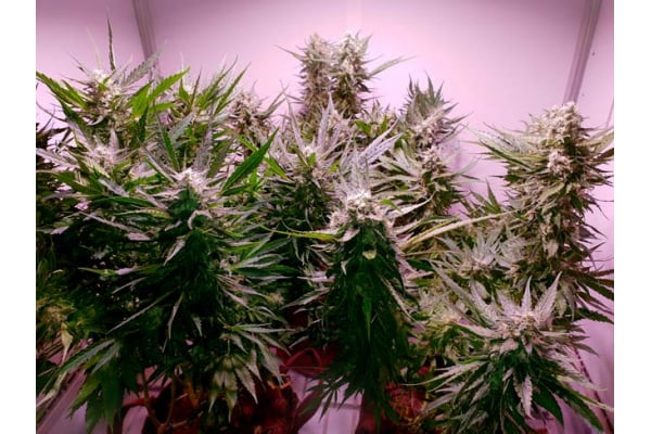 GG#4 (Zamnesia Seeds) féminisée GG#4 (Zamnesia Seeds) féminisée