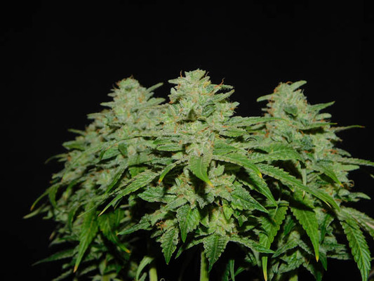 Tangerine G13 (Amsterdam Genetics) féminisée