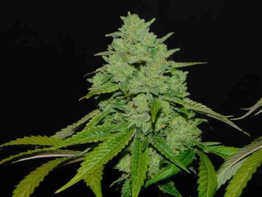 Tangerine G13 (Amsterdam Genetics) féminisée