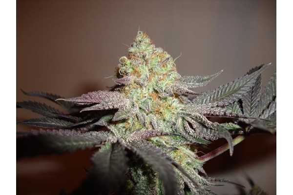 Girl Scout Cookies (Zamnesia Seeds) Feminiseé Girl Scout Cookies (Zamnesia Seeds) Feminiseé