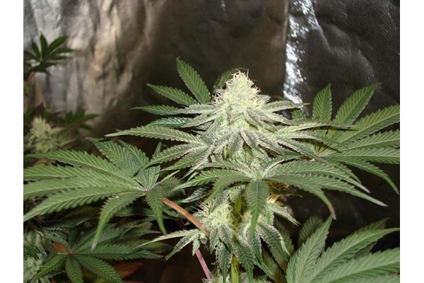 Girl Scout Cookies (Zamnesia Seeds) Feminiseé Girl Scout Cookies (Zamnesia Seeds) Feminiseé