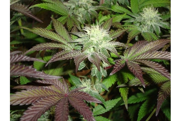 Girl Scout Cookies (Zamnesia Seeds) Feminiseé Girl Scout Cookies (Zamnesia Seeds) Feminiseé