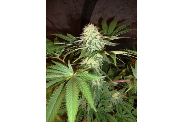 Girl Scout Cookies (Zamnesia Seeds) Feminiseé Girl Scout Cookies (Zamnesia Seeds) Feminiseé