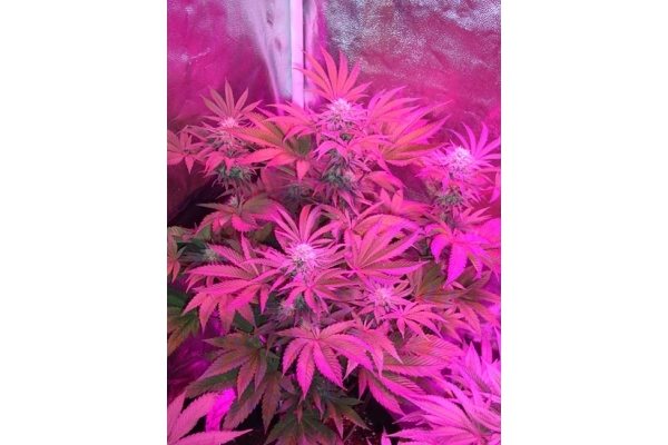 Girl Scout Cookies (Zamnesia Seeds) Feminiseé Girl Scout Cookies (Zamnesia Seeds) Feminiseé