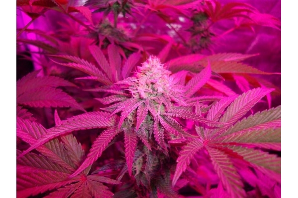 Girl Scout Cookies (Zamnesia Seeds) Feminiseé Girl Scout Cookies (Zamnesia Seeds) Feminiseé