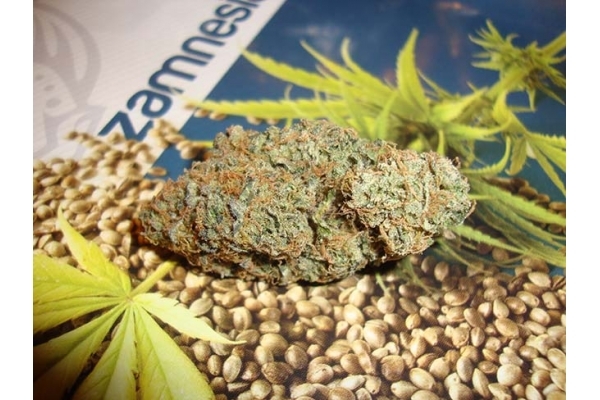 Girl Scout Cookies (Zamnesia Seeds) Feminiseé Girl Scout Cookies (Zamnesia Seeds) Feminiseé