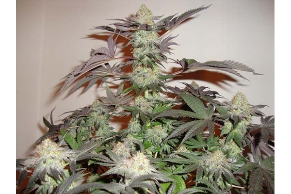 Girl Scout Cookies (Zamnesia Seeds) Feminiseé Girl Scout Cookies (Zamnesia Seeds) Feminiseé