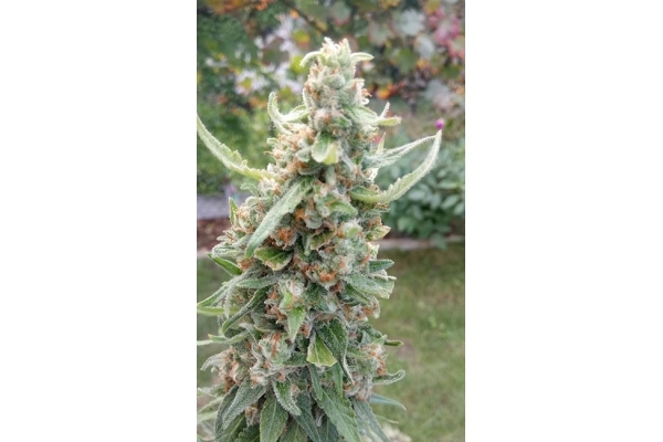Girl Scout Cookies (Zamnesia Seeds) Feminiseé Girl Scout Cookies (Zamnesia Seeds) Feminiseé