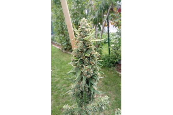 Girl Scout Cookies (Zamnesia Seeds) Feminiseé Girl Scout Cookies (Zamnesia Seeds) Feminiseé