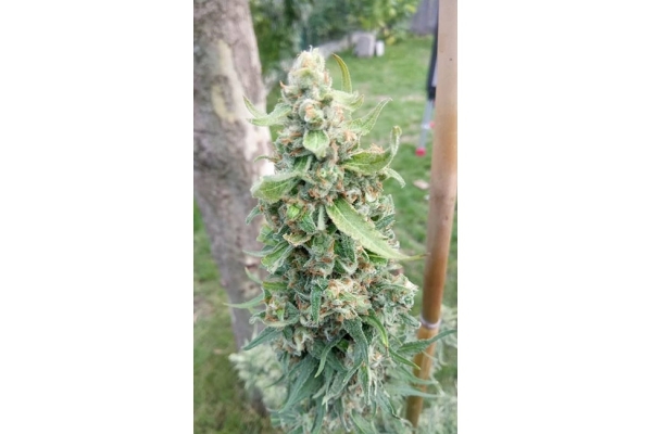 Girl Scout Cookies (Zamnesia Seeds) Feminiseé Girl Scout Cookies (Zamnesia Seeds) Feminiseé