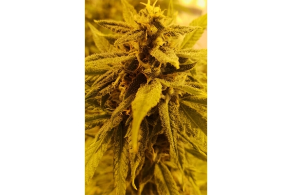 Girl Scout Cookies (Zamnesia Seeds) Feminiseé Girl Scout Cookies (Zamnesia Seeds) Feminiseé