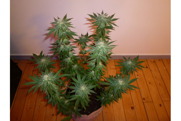 Girl Scout Cookies (Zamnesia Seeds) Feminiseé Girl Scout Cookies (Zamnesia Seeds) Feminiseé