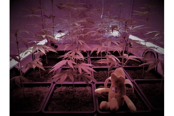 Banana (Zamnesia Seeds) Féminisée Banana (Zamnesia Seeds) Féminisée