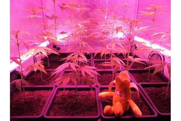 Banana (Zamnesia Seeds) Féminisée Banana (Zamnesia Seeds) Féminisée