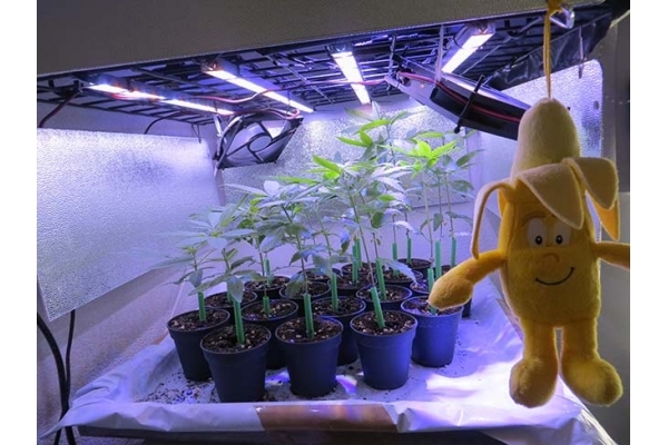 Banana (Zamnesia Seeds) Féminisée Banana (Zamnesia Seeds) Féminisée