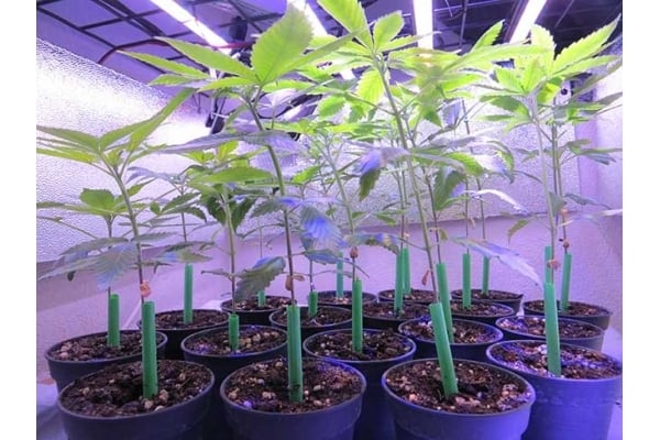 Banana (Zamnesia Seeds) Féminisée Banana (Zamnesia Seeds) Féminisée