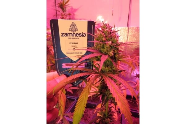 Banana (Zamnesia Seeds) Féminisée Banana (Zamnesia Seeds) Féminisée